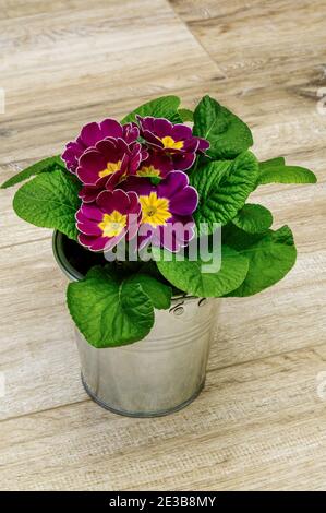 Polyanthus ou Primrose, fleurs colorées en pleine fleur, photographiées à une courte distance, macro, fleurs avec une énorme échelle de couleurs, Primula vulgari Banque D'Images