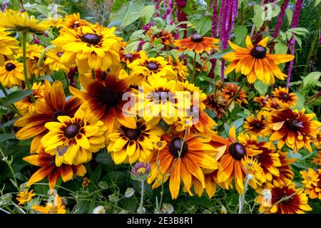 Fleurs de jardin surcultivées en été Rudbeckia susans à yeux noirs Banque D'Images