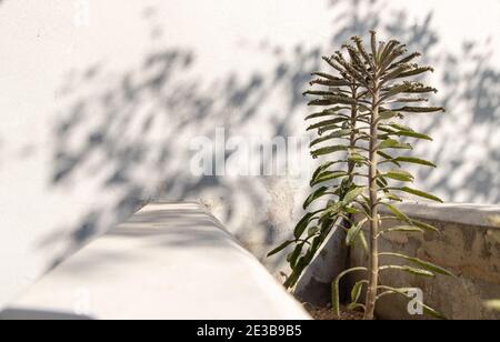 Vue latérale sur Kalanchoe Delagoensis. La plante est également connue comme mère de millions, Diable's Backbone et Chandlier Plant. Espace de copie, mise au point sélective. Banque D'Images