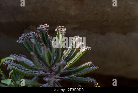 Gros plan sur Kalanchoe Delagoensis. La plante est également connue comme mère de millions, Diable's Backbone et Chandlier Plant. Espace de copie, sélectif FO Banque D'Images