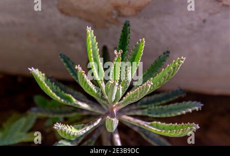 Gros plan sur Kalanchoe Delagoensis. La plante est également connue comme mère de millions, Diable's Backbone et Chandlier Plant. Mise au point sélective. Banque D'Images