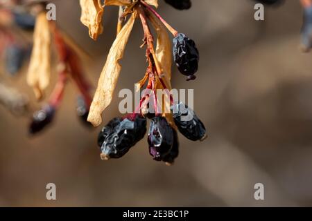 Berberis vulgaris. Des baies rouges sur la brousse dans le jardin. Banque D'Images