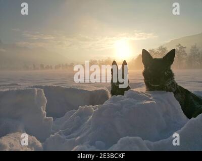 Deux chiens de berger allemands au coucher du soleil dans la nouvelle neigée à Swizerland Banque D'Images