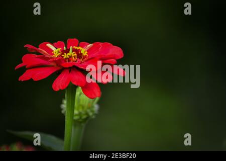 Les fleurs rouge vif de zinnia elegans (zinnia commune) dans le jardin de près Banque D'Images