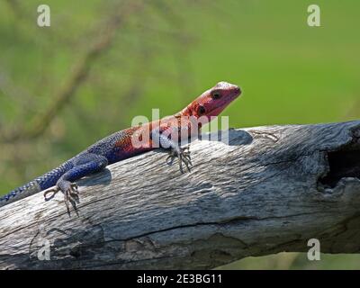 Mâle Namib rock agama, une espèce de lézard agamid dans le parc national du Serengeti, Tanzanie Banque D'Images