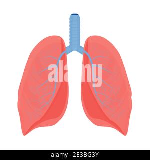 Poumons humains, organes isolés sur fond blanc illustration vectorielle. Médical, concept anatomique dans le style plat. Elément, objet. Soins de santé. Illustration vectorielle Illustration de Vecteur