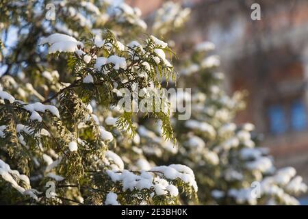 Belle branche de thuya couverte de neige avec bokeh d'hiver dedans l'arrière-plan Banque D'Images