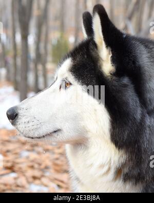 Jeune malamute qui regarde loin par une journée d'hiver. Gros plan Banque D'Images