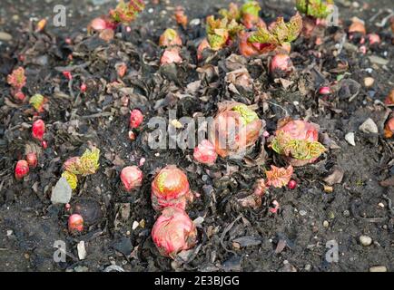 Plante de rhubarbe, jeunes pousses nouvelles émergeant de couronnes de rhubarbe de jardin dans le sol, jardinage de légumes au Royaume-Uni Banque D'Images