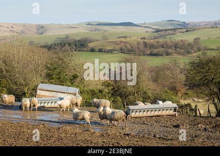 Élevage de moutons sur une ferme britannique dans les collines de Shropshire. Troupeau de moutons dans un champ en paysage anglais Banque D'Images