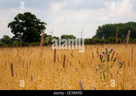 Pré d'été avec plantes sauvages et éoliennes au loin au début de l'automne. Oxford, Angleterre Banque D'Images