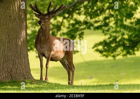 Cerf debout sous un arbre pris au Royaume-Uni à un parc de cerfs Banque D'Images