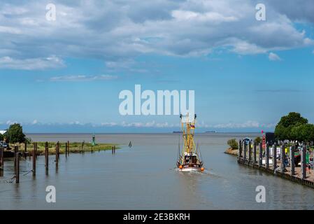 Le bateau à crevettes entre dans le port, Fedderwardersiel, Basse-Saxe, Allemagne, Europe Banque D'Images