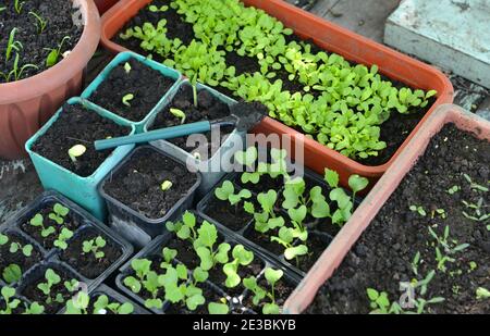 Pots avec jeunes plants et pousses de légumes et de laitue. Vintage fond botanique avec des plantes, maison passe-temps encore la vie avec l'objet de jardinage Banque D'Images