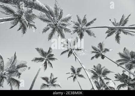 Vue sur les palmiers à noix de coco, image de vacances d'été en noir et blanc. Banque D'Images