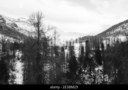 Belle photo d'arbres secs sur le flanc de montagne du Val Fex à Engadine, en Suisse Banque D'Images