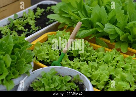 Jeunes pousses de laitue verte dans des pots et des boîtes en serre. Vintage fond botanique avec des plantes, maison passe-temps encore la vie avec des objets de jardinage Banque D'Images