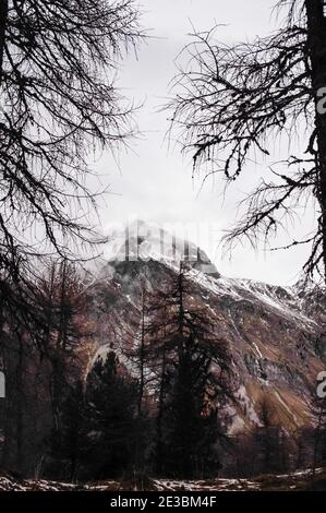 Plan vertical d'arbres secs sur le flanc de montagne du Val Fex à Engadine, Suisse Banque D'Images