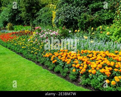 Bordure de lit de fleurs avec des marigolds qui sont une plante jaune d'été à fleurs qui grandit dans un parc public jardin formel en juillet, stock photo image Banque D'Images