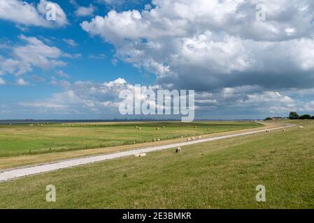 Paysage avec marais salants et moutons, Fedderwardersiel, Basse-Saxe, Allemagne, Europe Banque D'Images