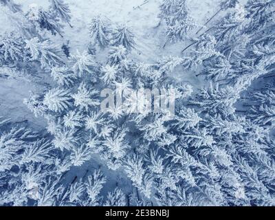 Vue aérienne de haut en bas de la forêt de conifères surgelée couverte de neige. Paysage naturel d'hiver avec arbres enneigés, vue par drone. Banque D'Images