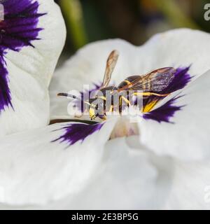 Gros plan d'une guêpe sur une fleur de pansy. Prise de vue macro. Banque D'Images