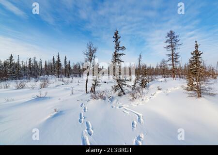 Paysage hivernal gelé avec empreintes de pas dans la neige à Yakutia, par temps clair. Banque D'Images