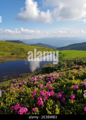 Été (printemps) en montagne. Au premier plan sont des rhododendrons rouges (roses) en fleurs, également appelés chervona ruta. Le ciel bleu et les nuages sont reflétés dans sma Banque D'Images