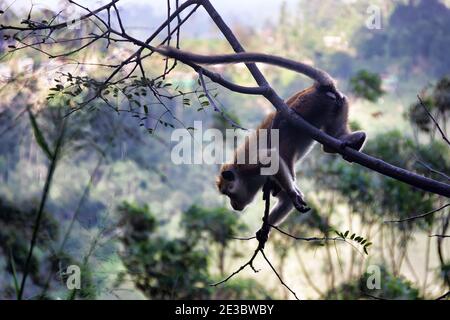 Singe dans un adorable arbre sur le fond des montagnes boisées de pluie. Faune endémique du Sri Lanka. Macaque à la façade pâle (Macaca sinica aurifrons) Banque D'Images