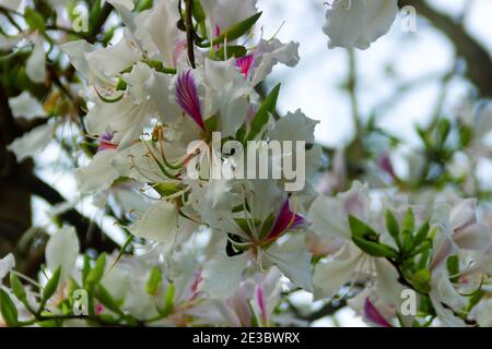 Bauhinia ou Orchid arbre est activement utilisé dans de nombreuses préparations de la médecine asiatique traditionnelle. Les fleurs se rapprochent au printemps en Asie du Sud-est Banque D'Images