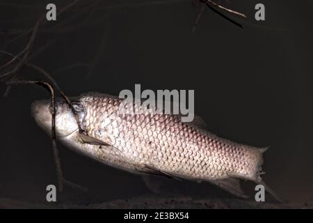 Carpe chinoise morte (amur blanc, Ctenopharyngodon idella) dans l'étang. La pisciculture et la mort par manque d'oxygène et de pollution de l'eau en Asie du Sud-est Banque D'Images