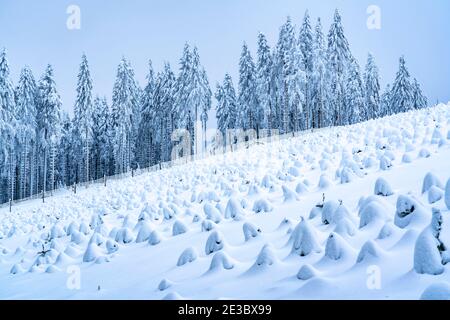 Hiver dans le district de Sauerland, à la montagne Kahler Asten, pépinière d'arbres, près de Winterberg, peu de touristes, visiteurs, pendant le confinement de Corona en janvier Banque D'Images