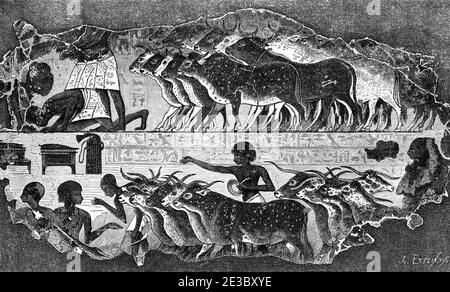 Bas-relief Egyptien tombe scène animaux, Egypte ancienne. Illustration gravée du XIXe siècle, El Mundo Ilustrado 1880 Banque D'Images