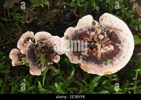 Hydnellum peckii, connu sous le nom de fraise et crème, le saignement et la dent Hydnellum saignements champignon, champignons sauvages de Finlande Banque D'Images