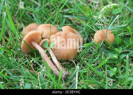 Laccaria laccata, connu comme le séducteur, ou des champignons sauvages, Laccaria cireuse de la Finlande Banque D'Images