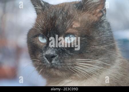 Hiver glacial. Cat Outdoor regarde par la fenêtre. Chat siamois. Oreilles et yeux drôles. Motif d'arrière-plan pour la conception. Banque D'Images