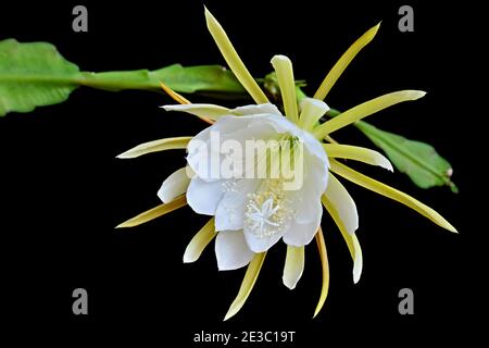 Fleur de cactus jaune-blanc d'Epiphyllum oxypetalum sur fond noir. Fleur jaune blanche d'une plante exotique. Banque D'Images