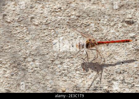 Sympetrum Sinaiticum, Meadowhawks Dragonfly Banque D'Images