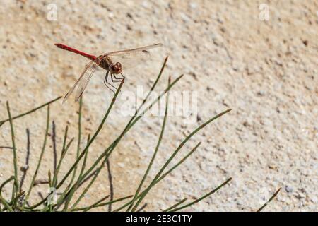 Sympetrum Sinaiticum, Meadowhawks Dragonfly Banque D'Images