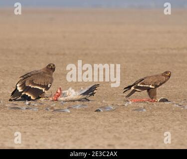 Deux aigle de steppe ou manger sa proie qui est un grue commune dans l'entre d'un désert en peu rann de Kutch Gujarat Banque D'Images