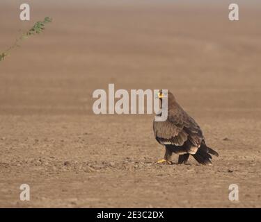 Un aigle steppé ou Aquila nipalensis assis entre un désert avec un arrière-plan flou Banque D'Images