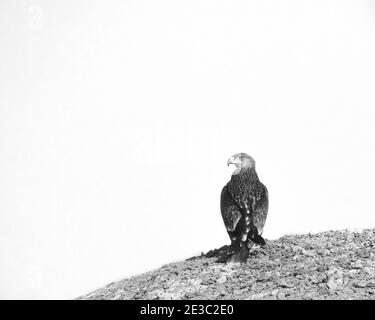 Un aigle steppé ou Aquila nipalensis assis entre un désert avec un arrière-plan flou Banque D'Images