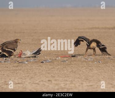 Deux aigles steppes ou Aquila nipalensis luttant pour manger leur proie qui est une grue commune entre de a désert Banque D'Images