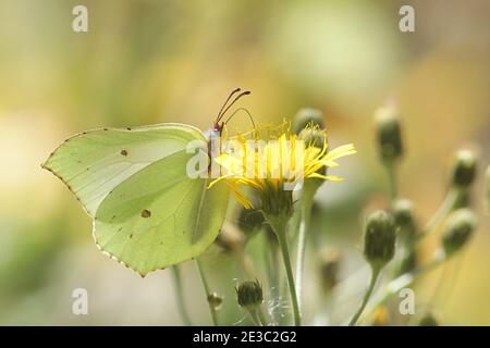 Brimstone commun, Gonepteryx rhamni, se nourrissant de l'herbe à poux Banque D'Images