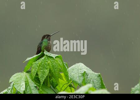Magnifique Hummingbird (Eugenes fulgens) mâle Banque D'Images