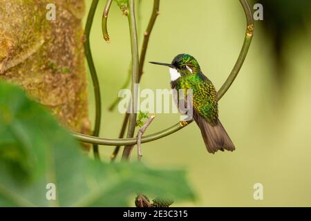 Magnifique colibri (Eugenes fulgens) femelle Banque D'Images