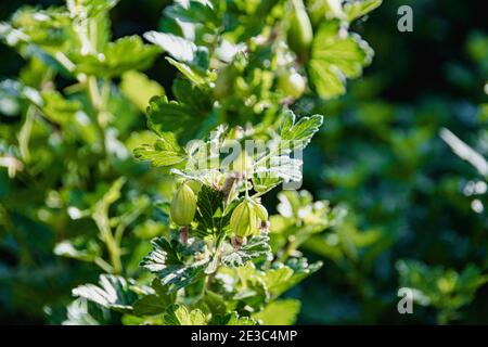 Baies de groseilles à maquereau vertes sur des branches d'arbuste vert épineux Banque D'Images