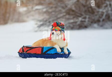 portrait d'un chien drôle de corgi chiot en tricot chapeau et lunettes de soleil couchés sur un toboggan à neige sur un petit pain et équitation dans un parc d'hiver Banque D'Images