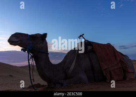 dromadaire dans le sahara morocen Banque D'Images