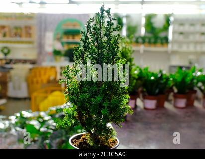 plantes evergreen-Chamaecyparis cyprès dans des pots sur la baie à boutique de jardin Banque D'Images